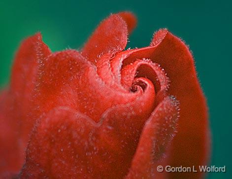 Little Red Wildflower Closeup_33089.jpg - Photographed along the Gulf coast near Port Lavaca, Texas, USA.